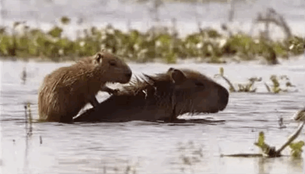 Capybara GIF