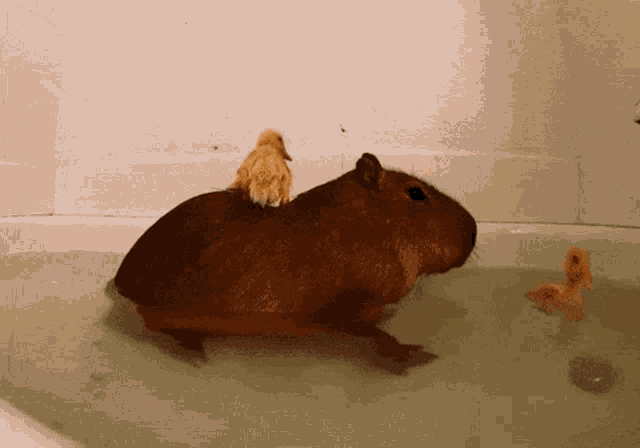 Capybara GIF
