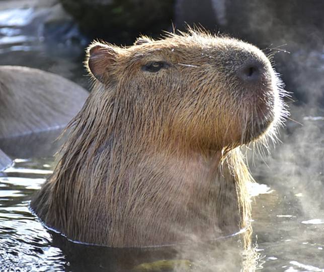Capybara
